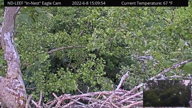 ND-LEEF 08.06.2022 15:01 смотреть онлайн