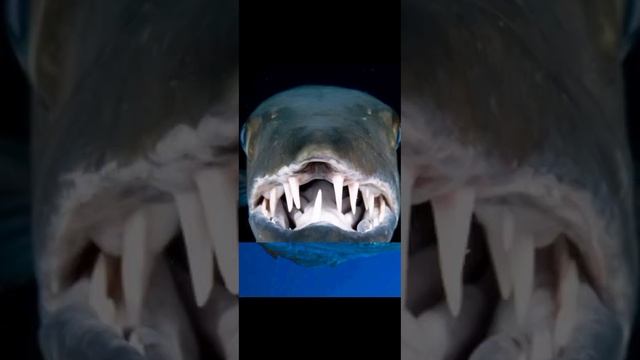 Морская хищница барракуда смотреть онлайн