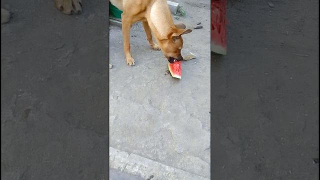 Какое же лето без арбуза 🍉🍉🍉☀️
Вот и наша Элли впервые пробует эту вкусняшку 😀