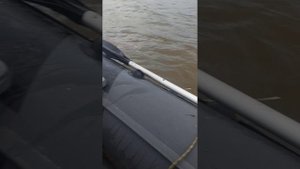 Рыбалка на Иртыше 31.08.2024 год