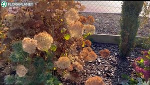 Хвойные коллекционера Krzysztof Wolski| Лучшие растения