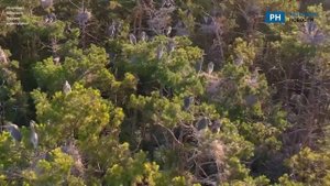 В Рязанской области сняли фильм про колонию цапель