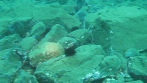 Дайвинг Владивосток Острова Пахтусова