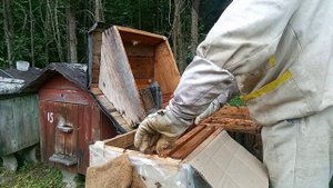 Пересадка роев с маршрута 2