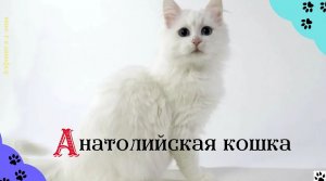 Алфавит в 4 лапы/А: Анатолийская кошка/История породы/характер/отличительные черты и качества/