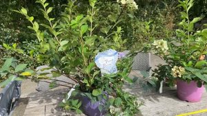 ФРЕНЧ БОЛЕРО В МОЕЙ КОЛЛЕКЦИИ!