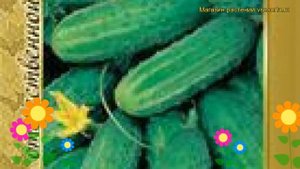Огурец гибридный Родничок f1. Краткий обзор, описание характеристик, где купить семена Rodnichok f1