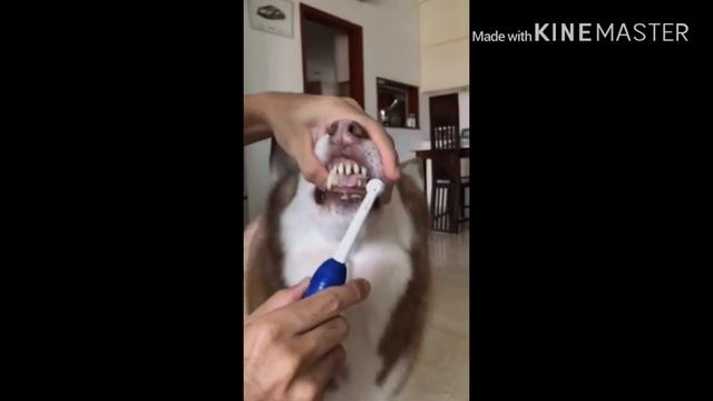 Как правильно чистить собаке зубы смотреть онлайн