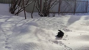 Ласка играет на снегу