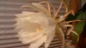 Epiphyllum-Blooming