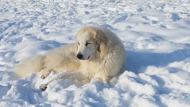 ЯКОГОР ДЕНДРА ДЕ КЛЕРМОН Пиренейская горная собака