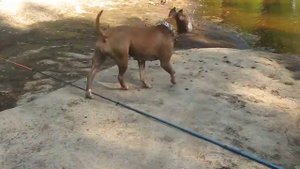 Амстафф на рыбалке