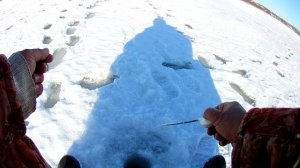 Подбор проводки безмотылки. Ловля капризной плотвы.