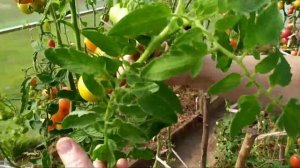 Как продлить жизнь томатов.