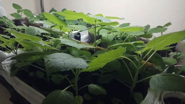 На Земле, Быть Добру! Как думаете?) смотреть онлайн