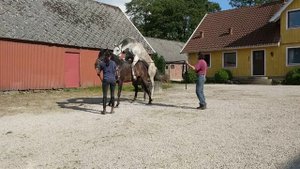 Natural covering - horse breeding - Horse mating - mating sound - thoroughbreds - Stud behavior -