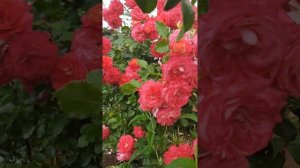 Роза Мидсаммер