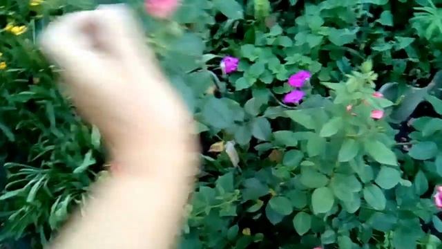 Розы моего сада  Роза Розовый спрей смотреть онлайн