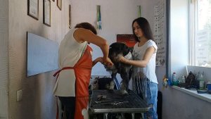 Стрижка стандартного шнауцера грумером Ольгой Мищенко