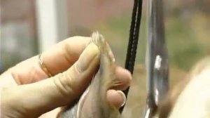 стрижка гриффона