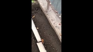 Как правильно сажать хрен, чтобы получать большой урожай и было удобно выкапывать?