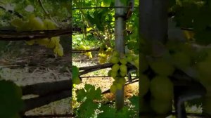 Виноград Антоний Великий,Наташа Ростова,Валек,Первозванный,Сенатор Бурдака,По 2019 08 06