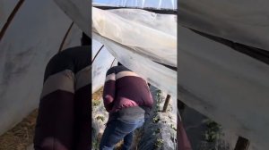 Технологический прорыв тепличной пленки ЮЖАНКА ЛЮКС