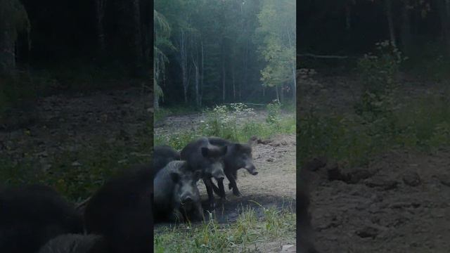 Кабаны купаются в отработке #romarik #ромарик #boar #кабан