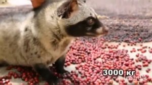 "Интересные факты о кофе". Час полезной информации