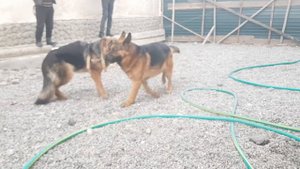 Вязка немецкой овчарки в Узбекистане - Mating German Shepherd in Uzbekistan