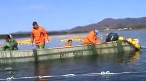 Переборка ставного невода в славянке.