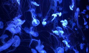 КИЕВСКИЙ МУЗЕЙ МЕДУЗ