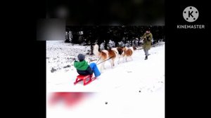 Московская сторожевая плюсы и минусы