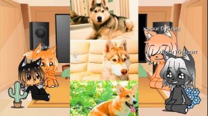 вторая часть про хаски и корги🐶🐶🐶😘