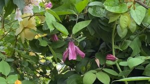 Прогулка по саду. Розы. Многолетники. Клематисы. Обновки  для сада. Рабочий процесс в мае в саду.