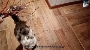 Смотреть видео кошки Муча Пуча, играет с вербой.mp4