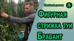 Обрезка и формировка туи западной Брабант первая стрижка!