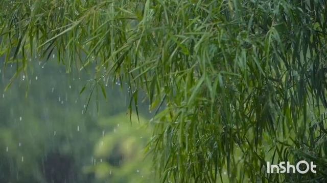 Rain Sound Therapy Meditation звук дождя медитация терапия