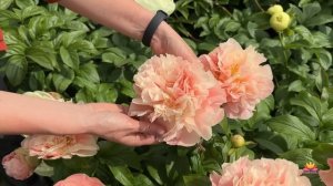 Цветение сеянцев пионов Ворошиловой. Подготовка к регистрации / Сад Ворошиловой