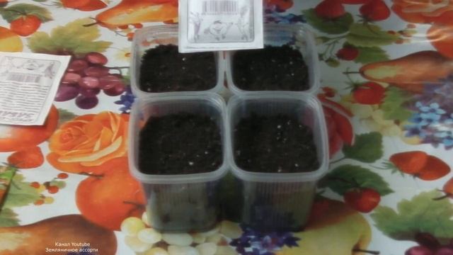 ВЫРАЩИВАНИЕ ВИТАМИННОЙ ЗЕЛЕНИ ЗИМОЙ В КВАРТИРЕ смотреть онлайн