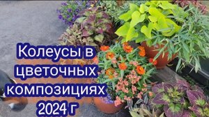 Колеусы в цветочных композициях. Часть 2