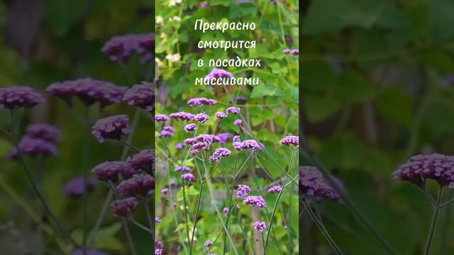 Вербена бонарская смотреть онлайн