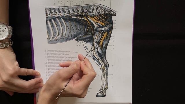 Крестцовое сплетение спинномозговых нервов
