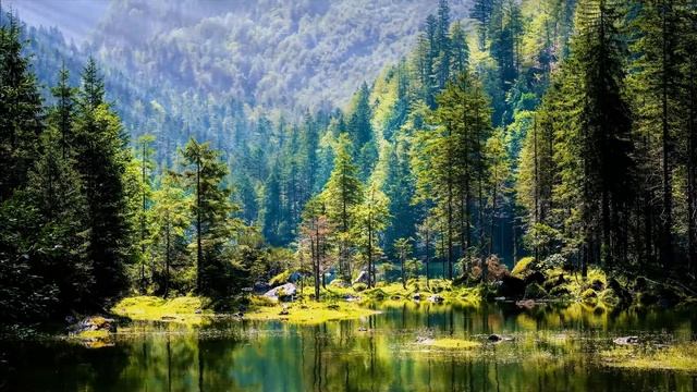 Исцеляющие Звуки Природы. Шум Шеса, Пение Птиц для Сна и Отдыха. Успокоение Нервной Системы