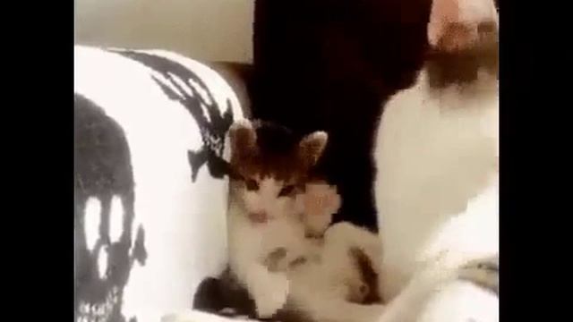 Котёнок подражает своей маме смотреть онлайн