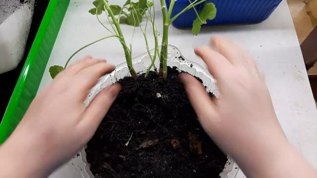 Пеларгония вытянулась. Не спешите её резать.