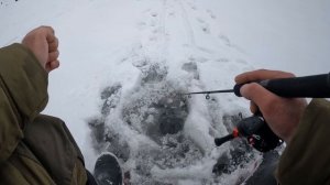 Рыбалка на Волге, Глазовая гора, на берша в потепление и падение давления, Алтынка с цепочкой