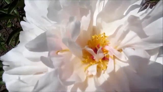 Перламутр пион белый смотреть онлайн