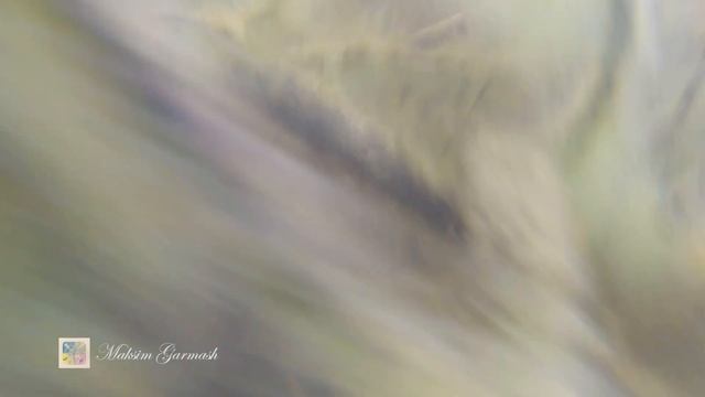 Трофейные лини на дальнем лесном озере (подводные съемки) смотреть онлайн