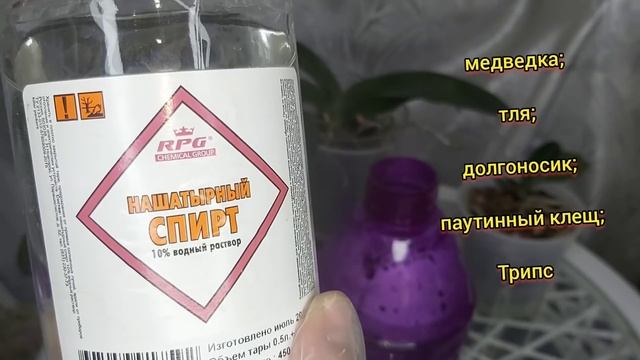 Всего 5мл. и ЖИРНЫЕ листья ПРУТ корни РВУТ и ВРЕДИТЕЛЕЙ НЕТ ❗#Орхидея смотреть онлайн
